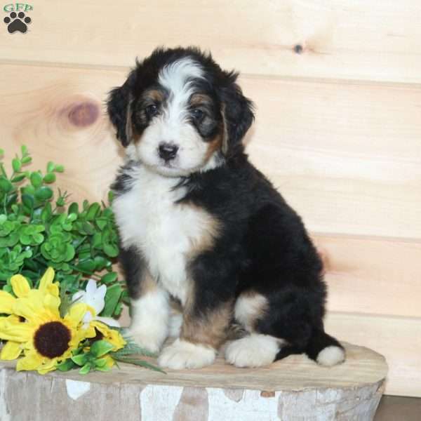 Cotton Candy, Bernedoodle Puppy